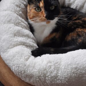 AFP Lambswool Donut Bed TAN Beige