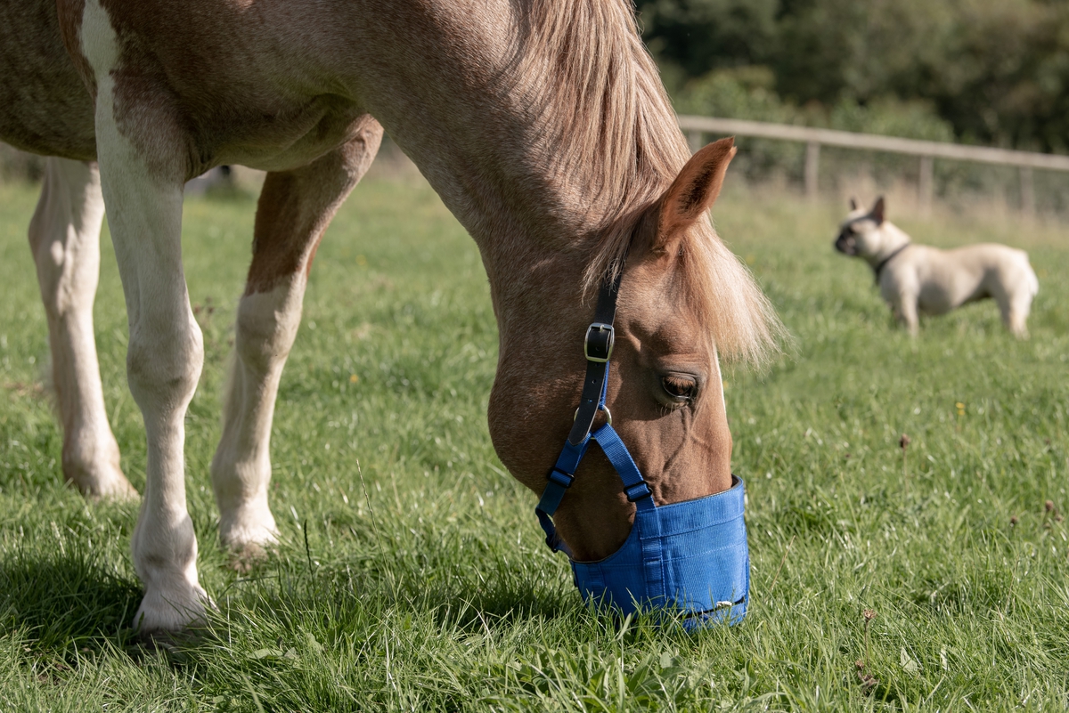 Anti-graas Zephyr Short Cob (Volbloed) - Afbeelding 3