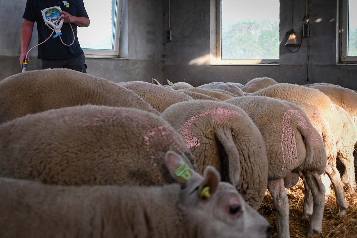 Clik 5% Pour-On REG NL URA - Afbeelding 5