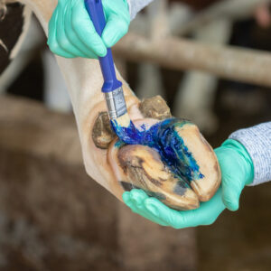 Easy Hoof Gel