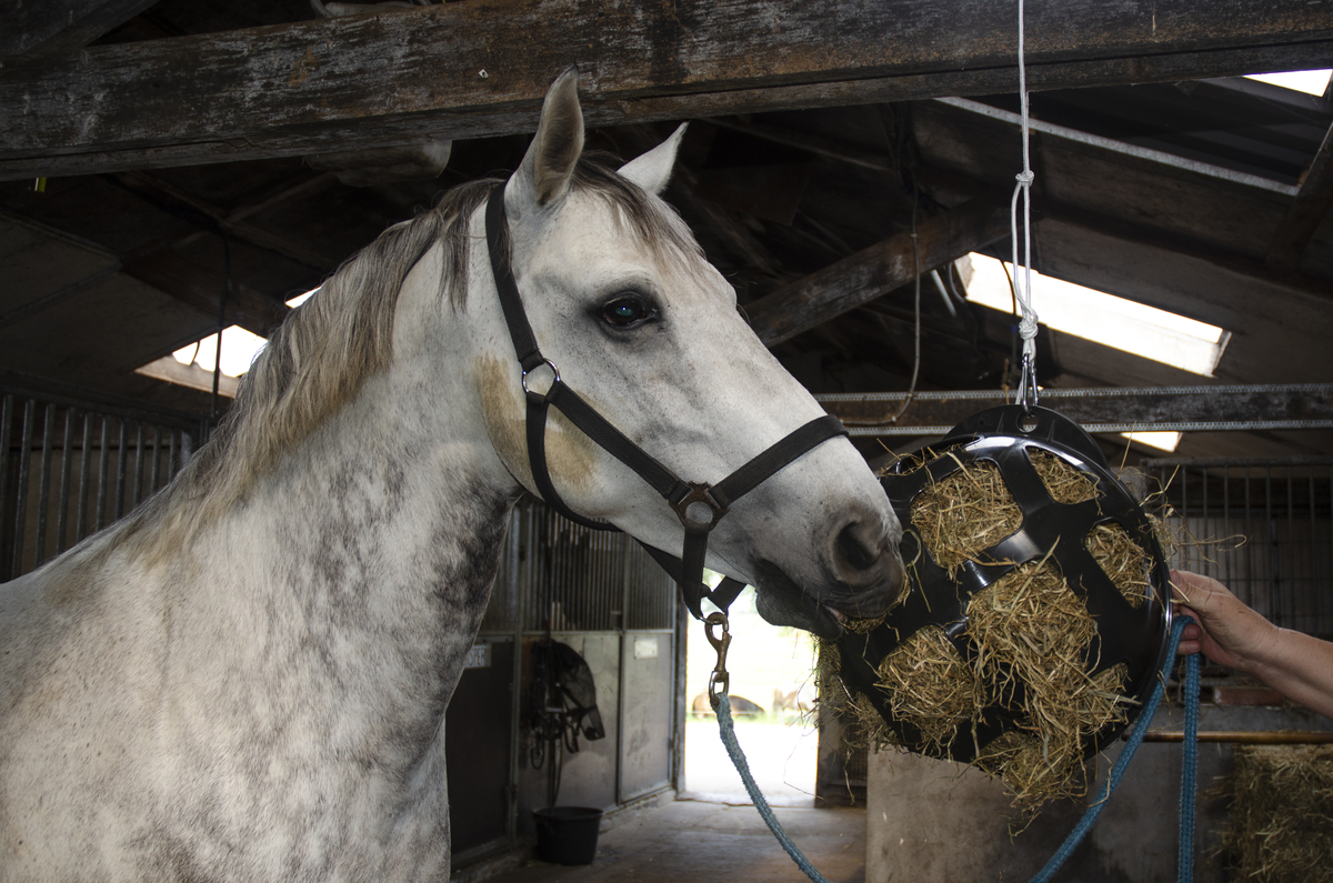 Hay Slowfeeder fun and flex 22 cm oranje