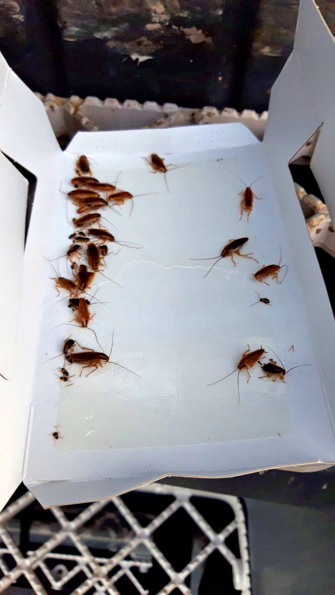 Knock Off Insectenval Klein - Afbeelding 2