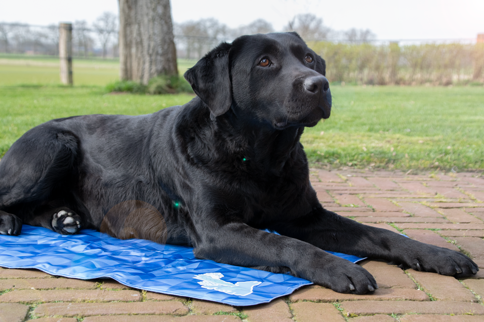 CoolPets Premium Cooling Mat S (40x30cm) - Afbeelding 3