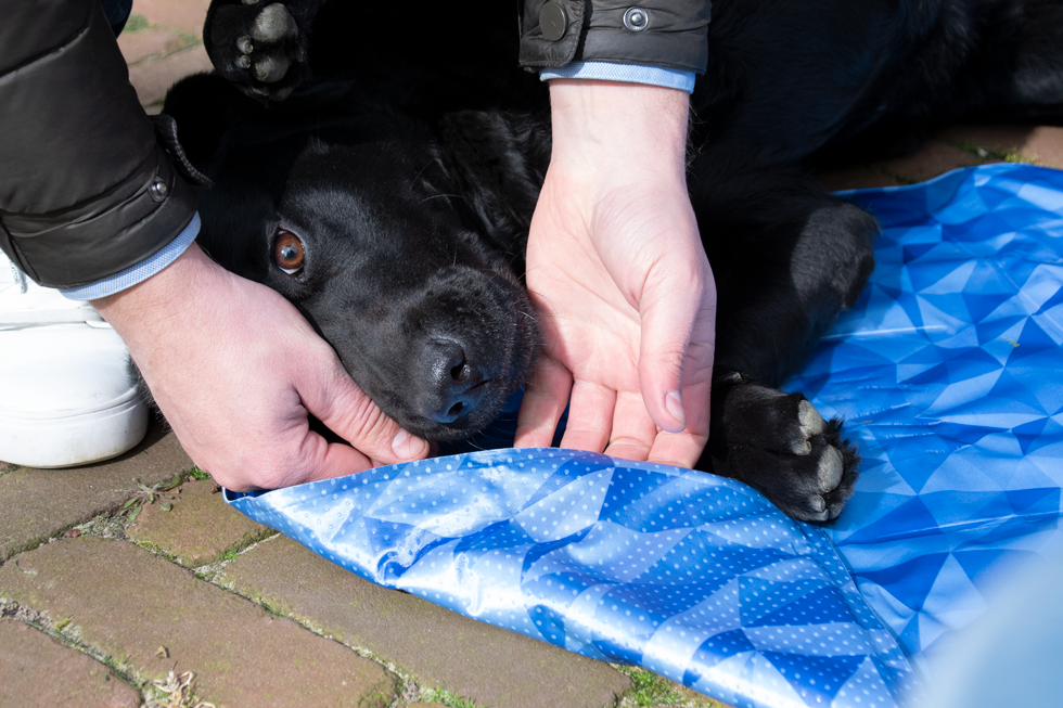 CoolPets Premium Cooling Mat S (40x30cm) - Afbeelding 4