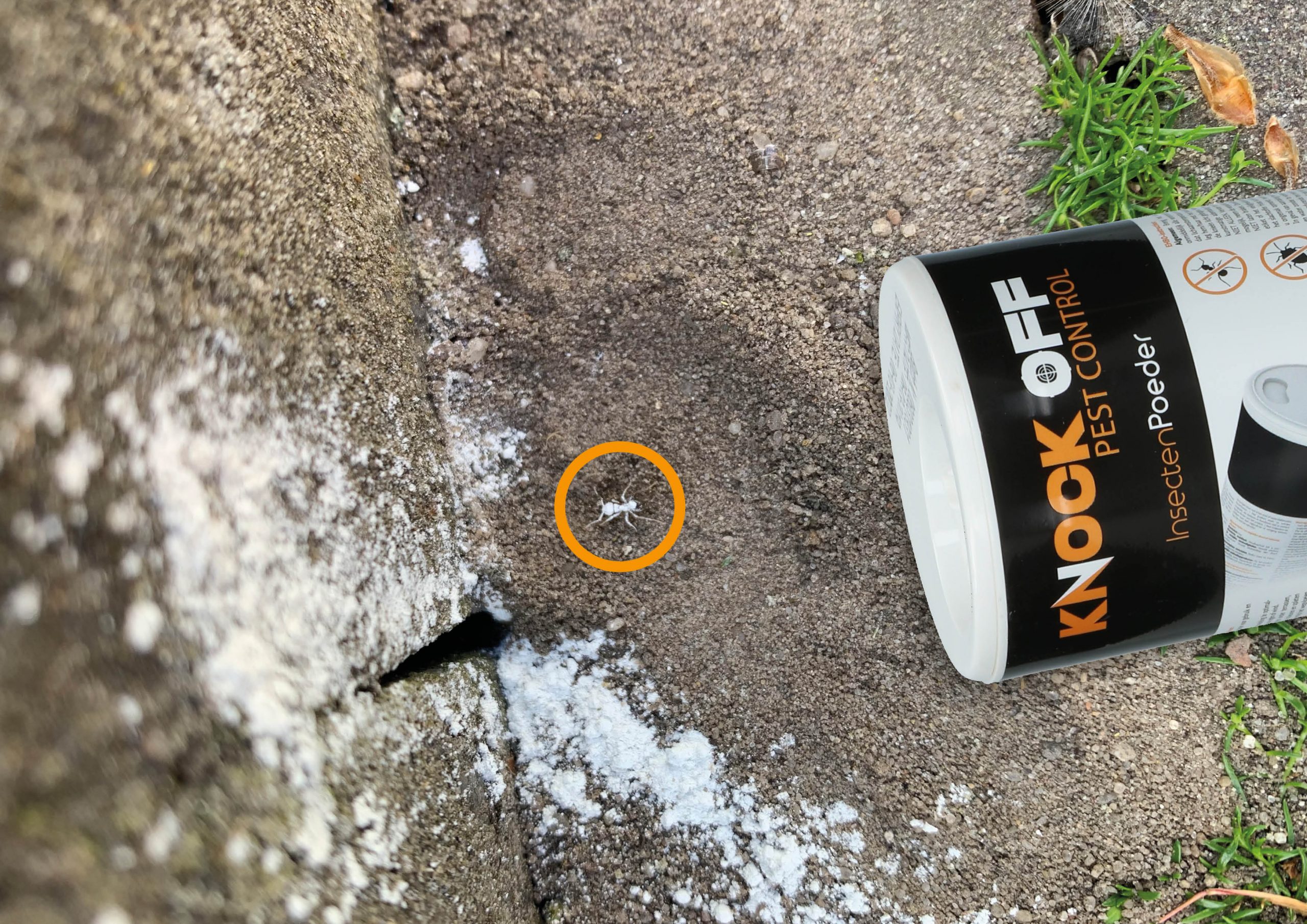 Knock Off Insectenpoeder - Afbeelding 3