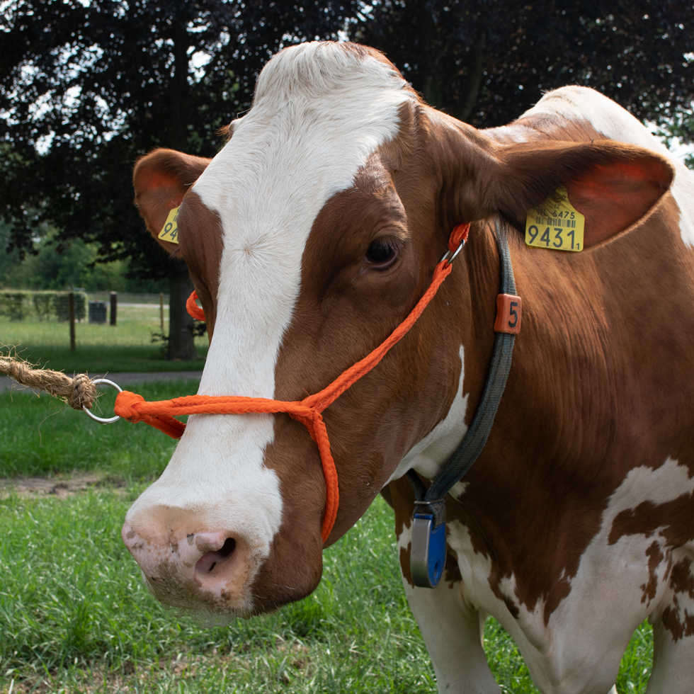 Halster Vaars verstelbaar breed oranje