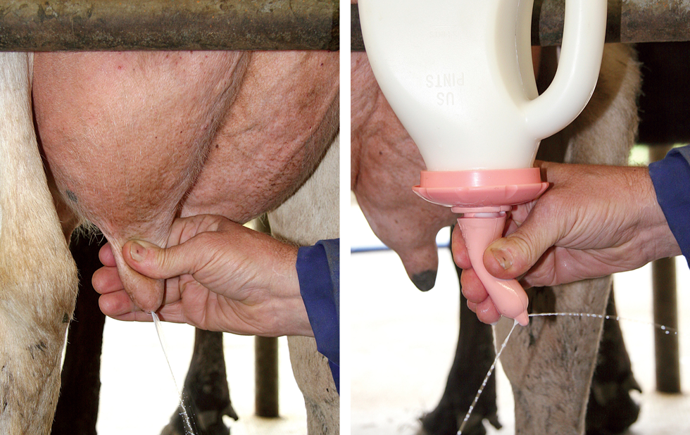 Kalveremmer speen 100 mm Peach Teats - Afbeelding 2