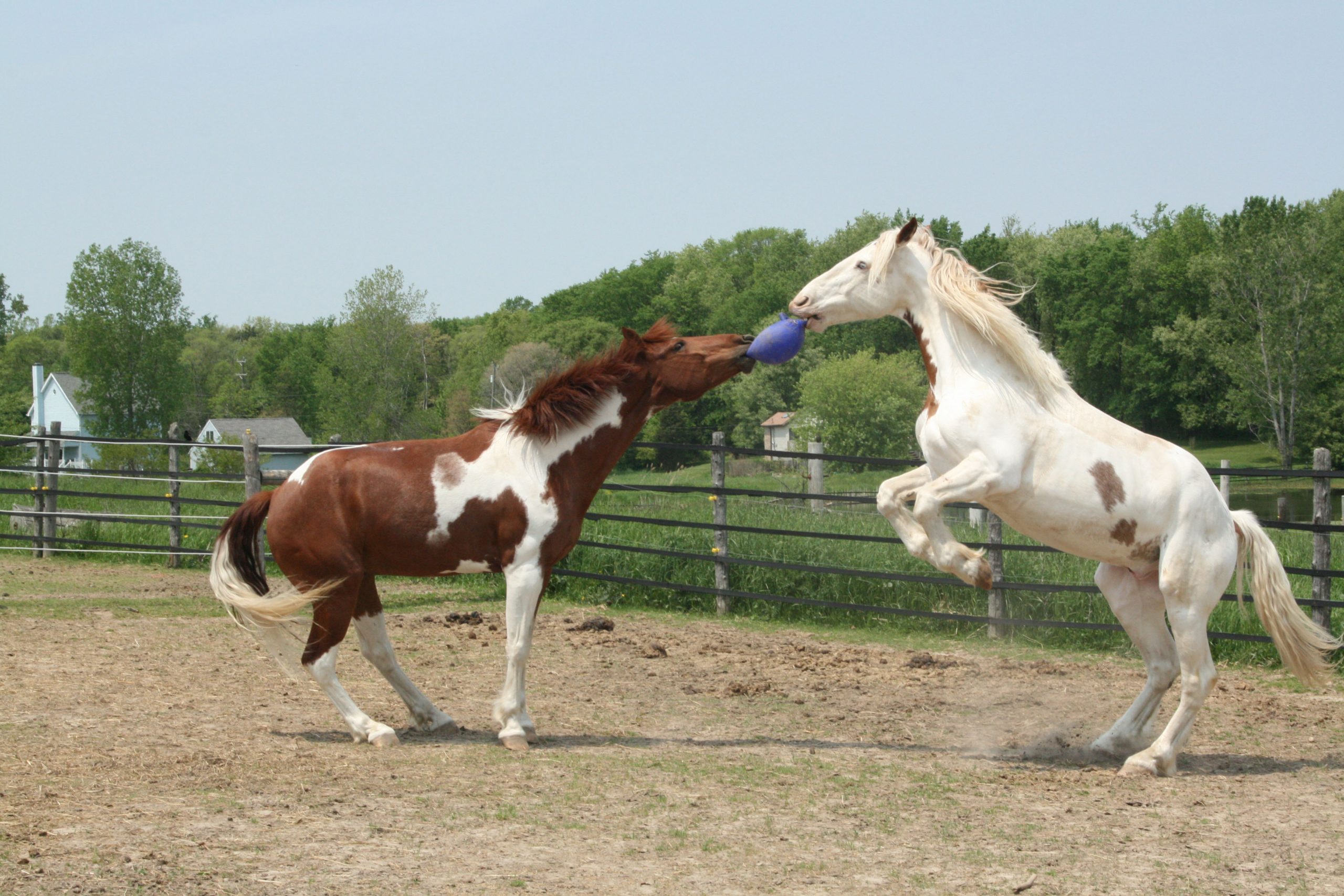 Jolly Ball 20cm rood Paard en Hond - Afbeelding 3