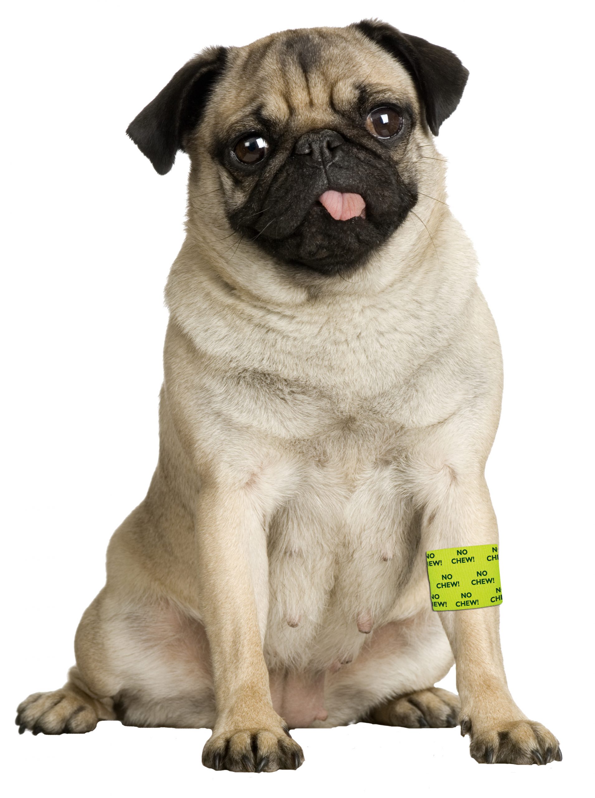 Bandage Petflex Yellow No Chew - Afbeelding 2