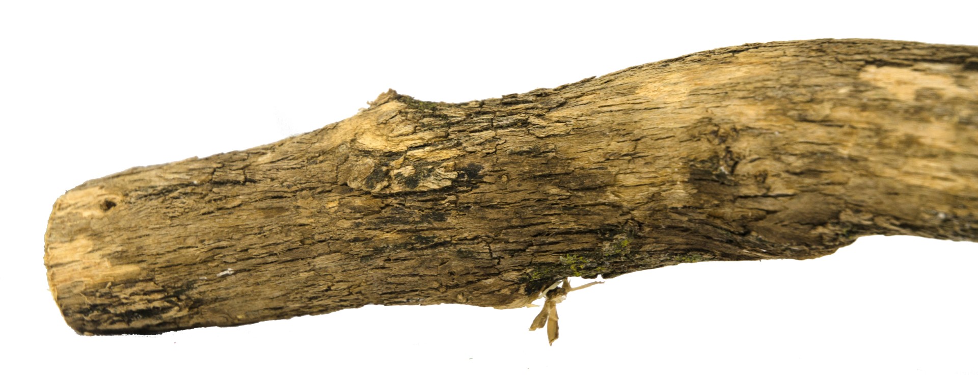 Birrdeeez Natural Sekelbos Perch 50cm - Afbeelding 2