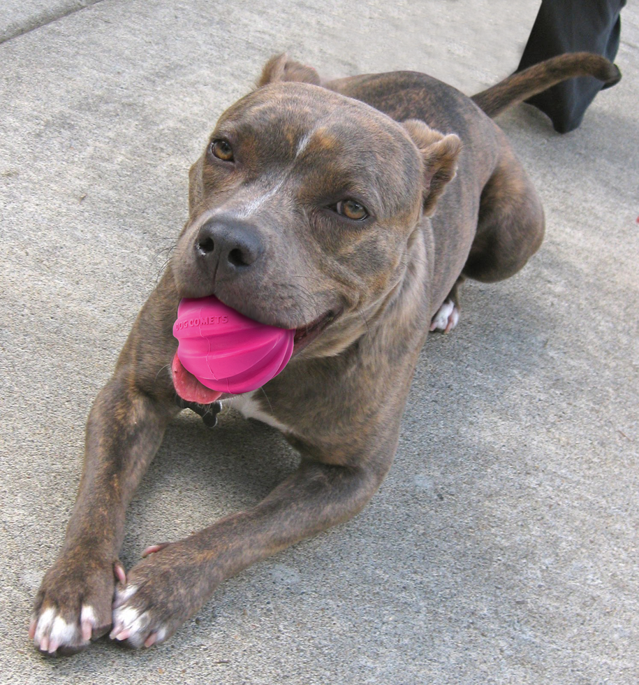 Dog Comets Ball Halley Roze - Afbeelding 2