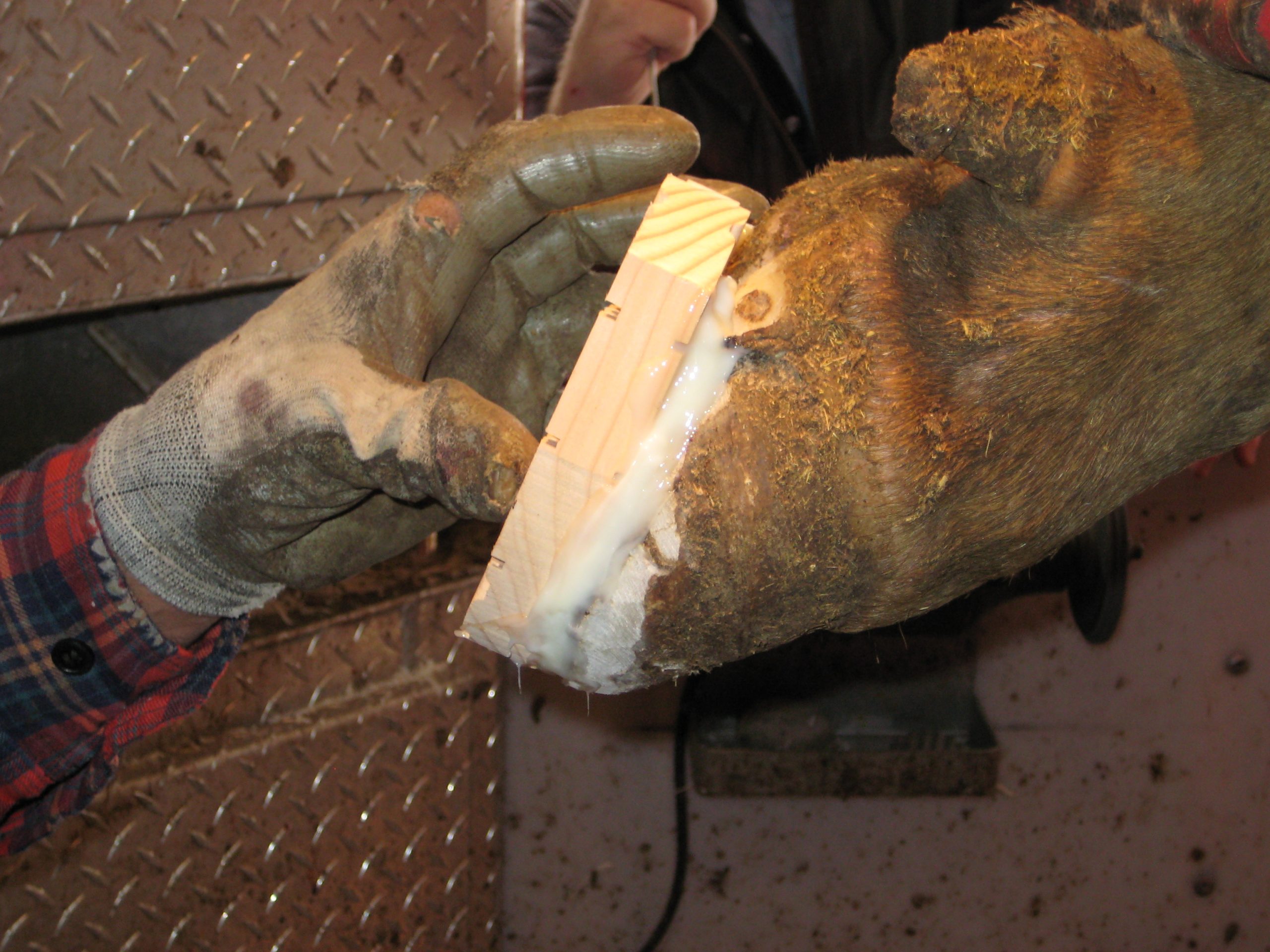 Easy Hoof Block hout - Afbeelding 3