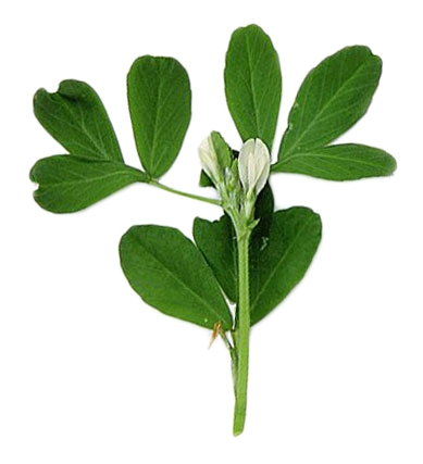 Fenugreek (Fenegriek) - Afbeelding 4