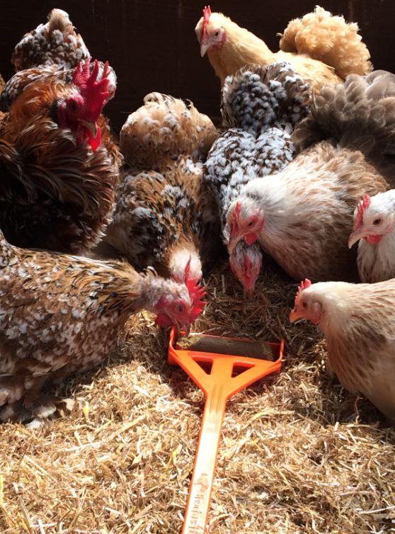 Hentastic Fun Feeder, ideal for Chick Sticks - Afbeelding 2
