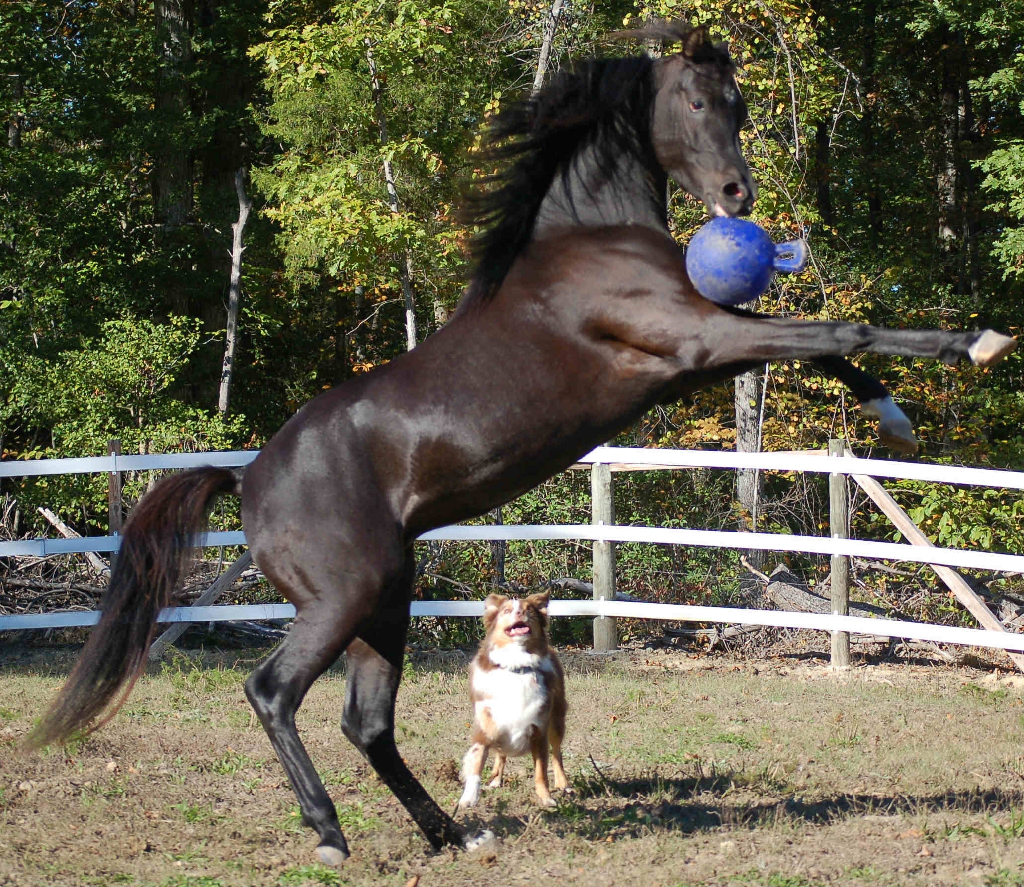 Jolly Ball 20cm rood Paard en Hond - Afbeelding 5