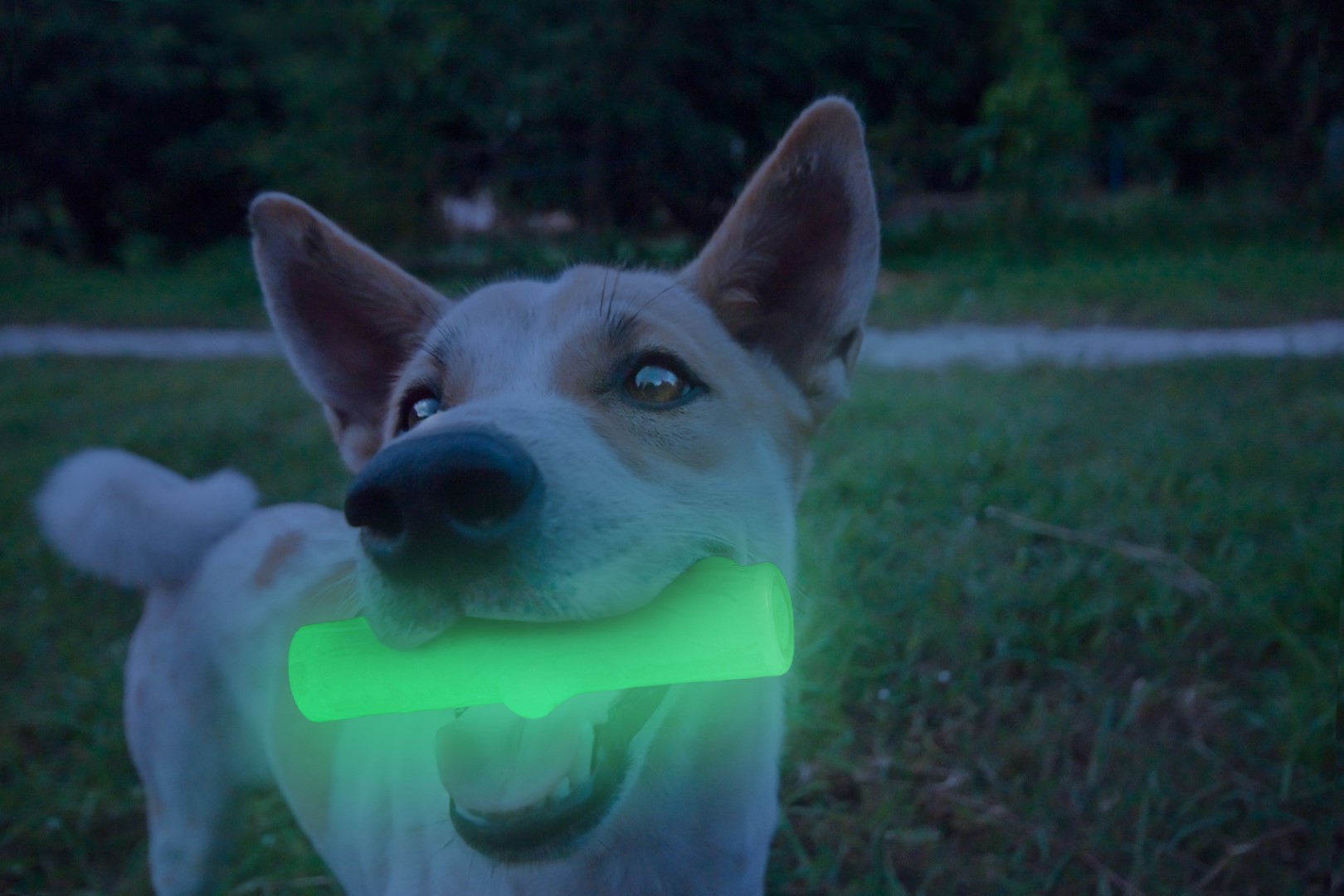 2 Glow Cracking & tracking stick - Afbeelding 4
