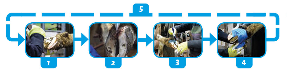 Easy Hoof Gel - Afbeelding 4
