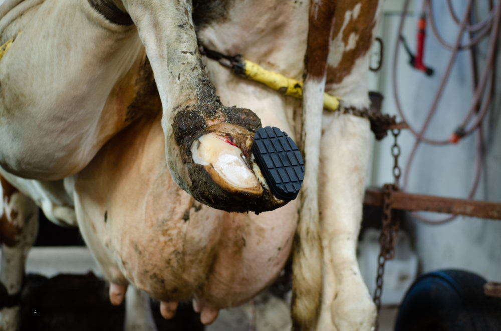 Easy Hoof Block rubber "comfort" - Afbeelding 2