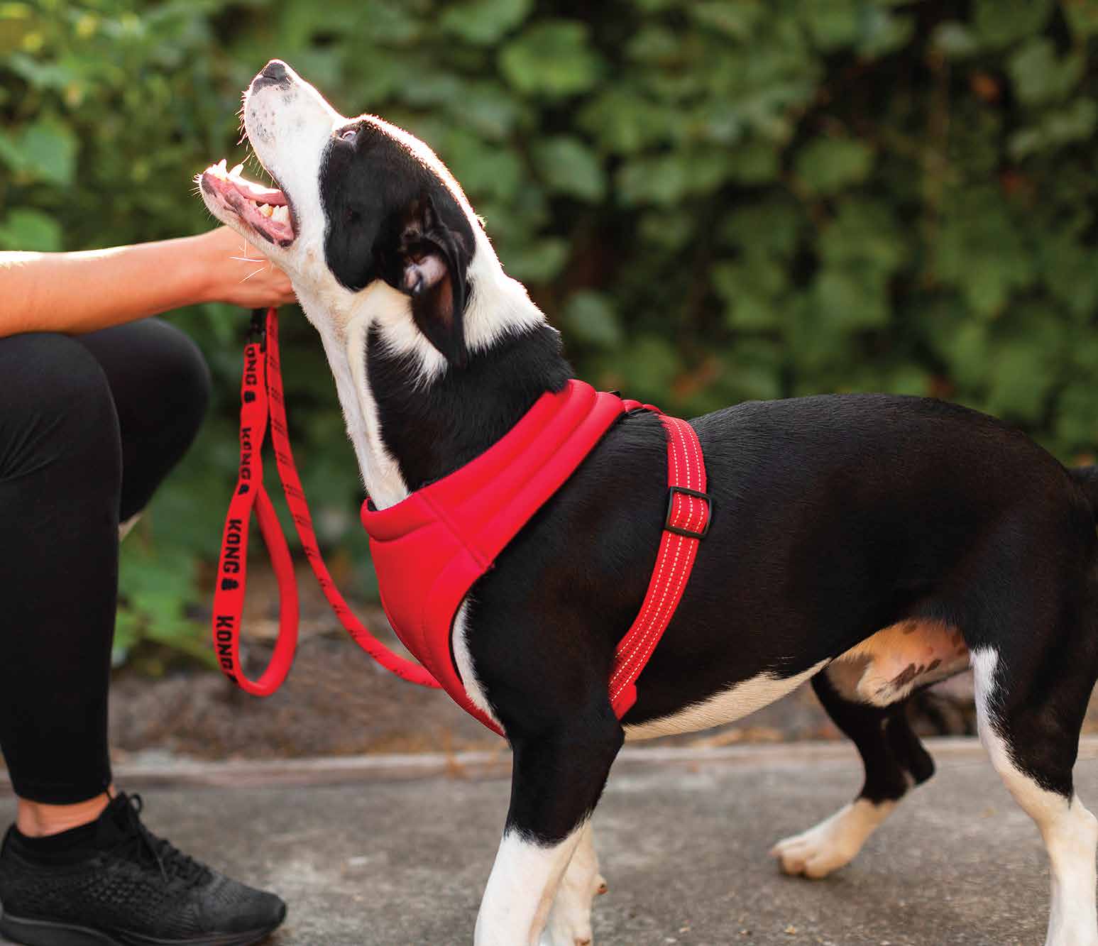 KONG Comfort harness S Red - Afbeelding 3