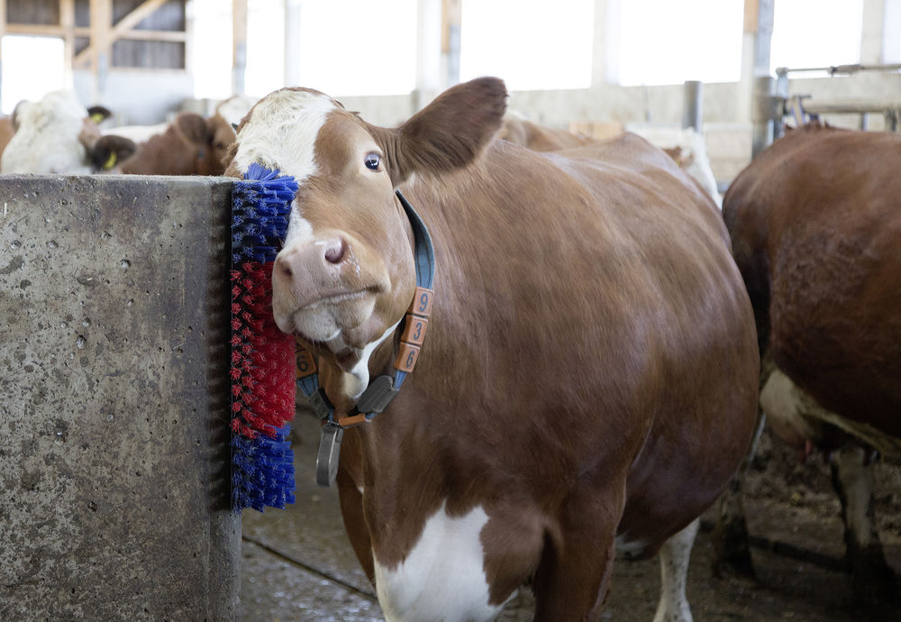 Borstel voor Paard, Rund, Geit - Afbeelding 2