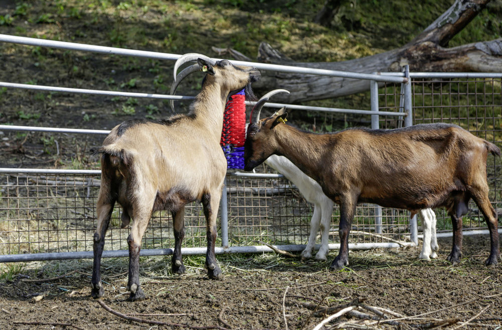 Borstel voor Paard, Rund, Geit - Afbeelding 3