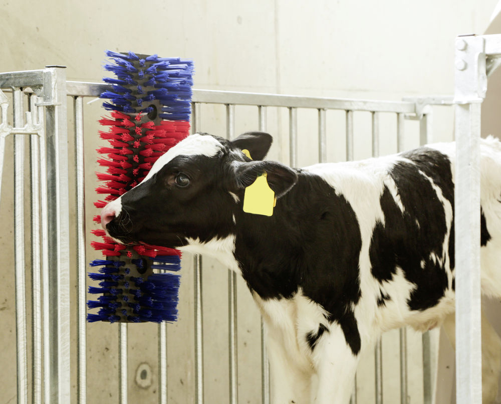 Borstel voor Paard, Rund, Geit - Afbeelding 5