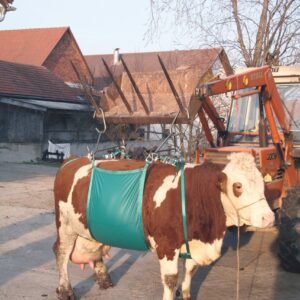 Koelifter