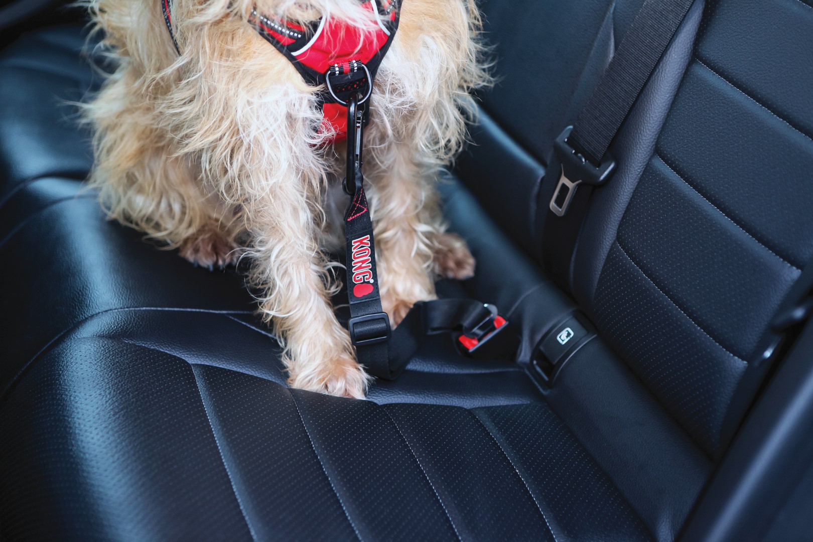 KONG Seat Belt Tether - Afbeelding 2