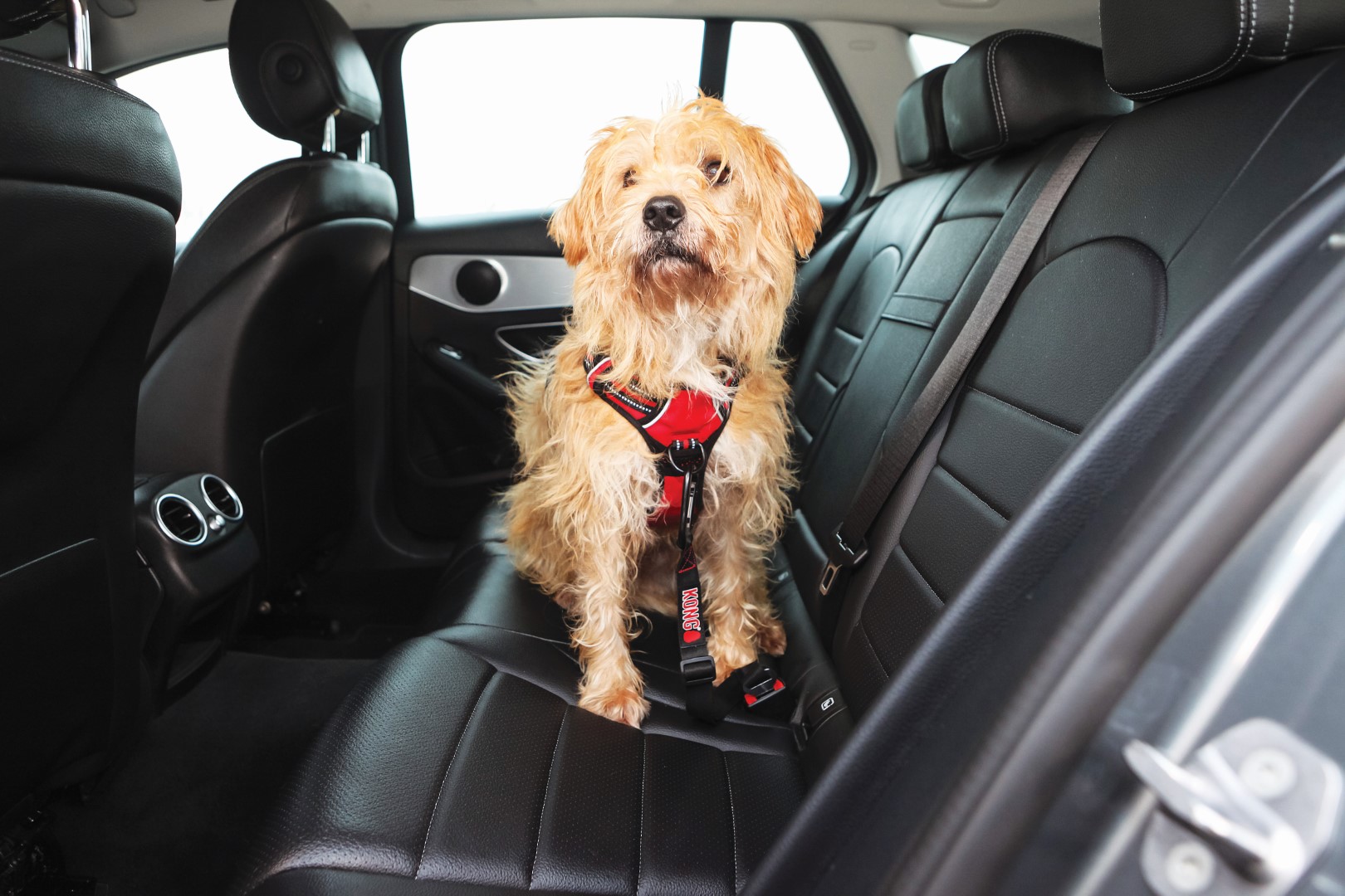 KONG Seat Belt Tether - Afbeelding 3