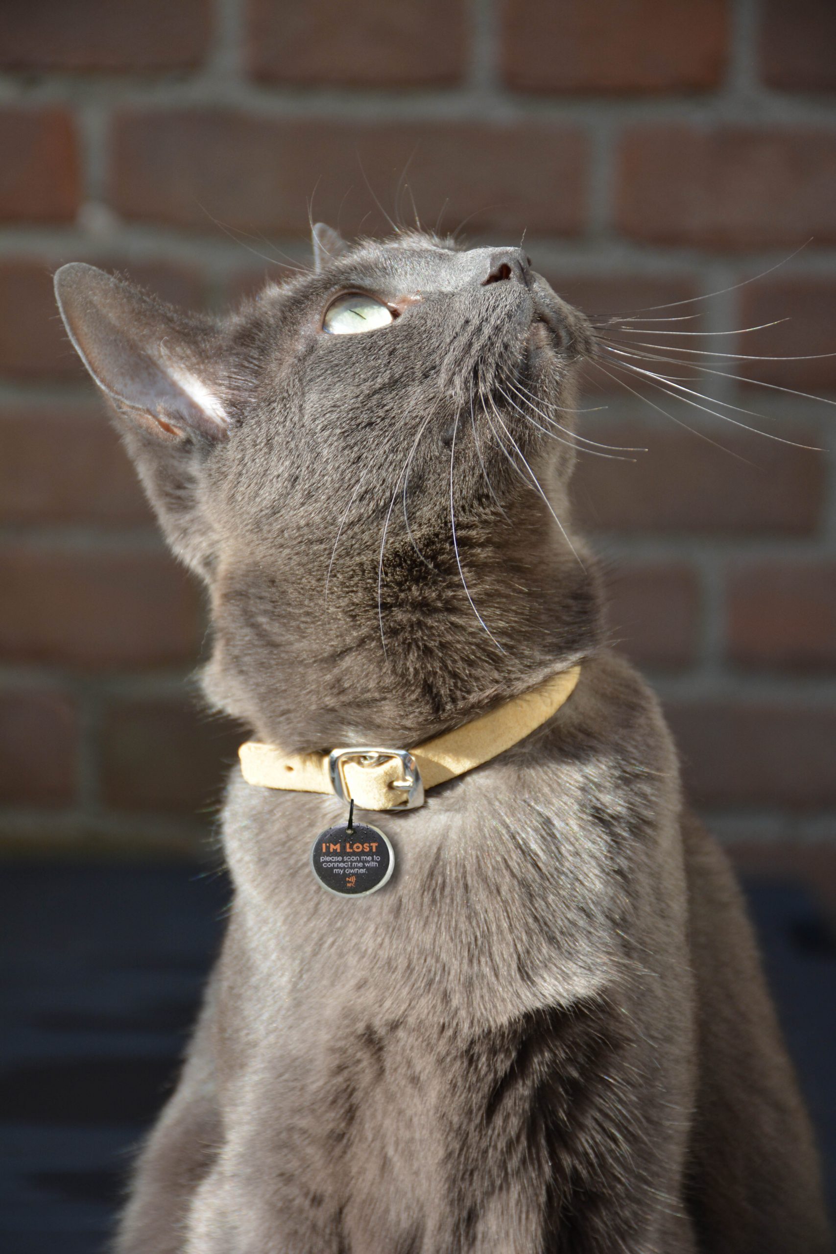 Spotted! Pro Dog and Cat Small - Afbeelding 6
