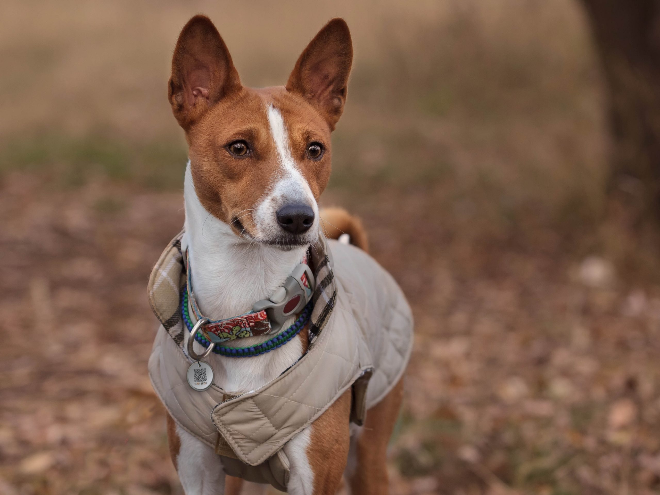 Spotted! Pro Dog and Cat Small - Afbeelding 5