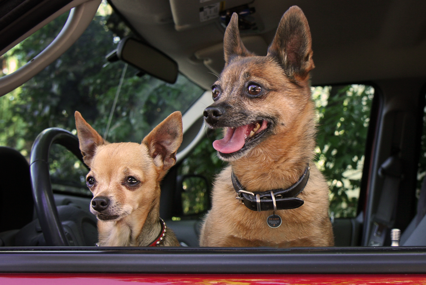 Spotted! Pro Dog and Cat Small - Afbeelding 4