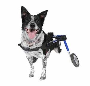 Rolstoel Dog Medium/Large Blauw 12-08, Foam, 12-31 kg