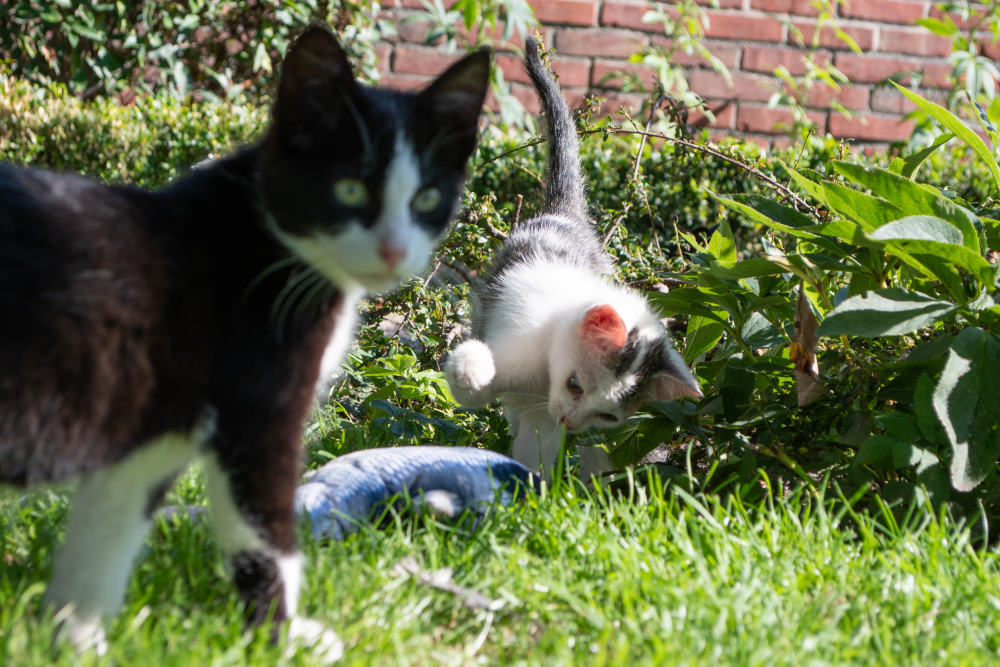 Robocat Zalm - Afbeelding 5