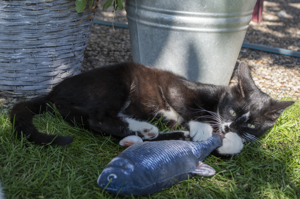 Robocat Karper - Afbeelding 2