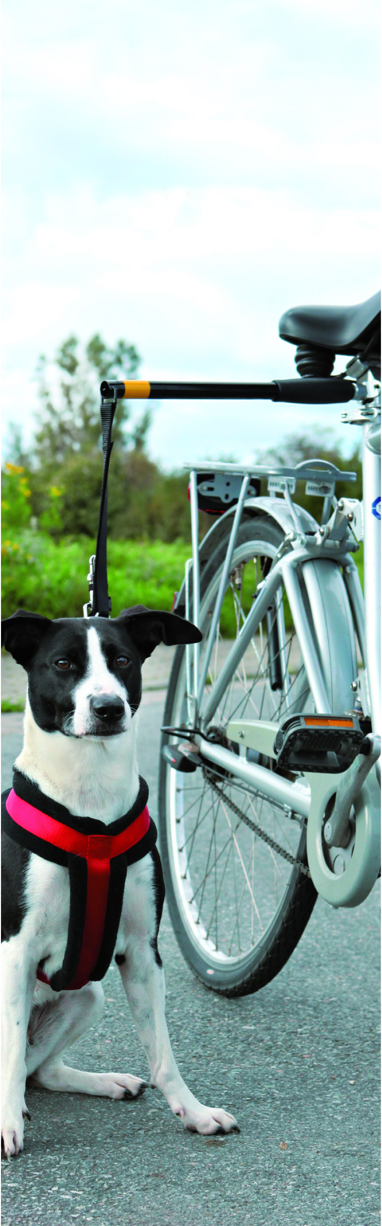 Pawise Hands Free Doggy Bike Exerciser Leash - Afbeelding 3