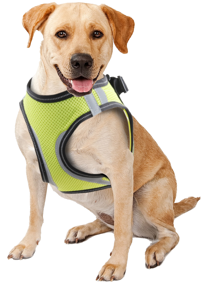 Pawise Doggy Safety Harness M A:32-37cm B:42-46cm