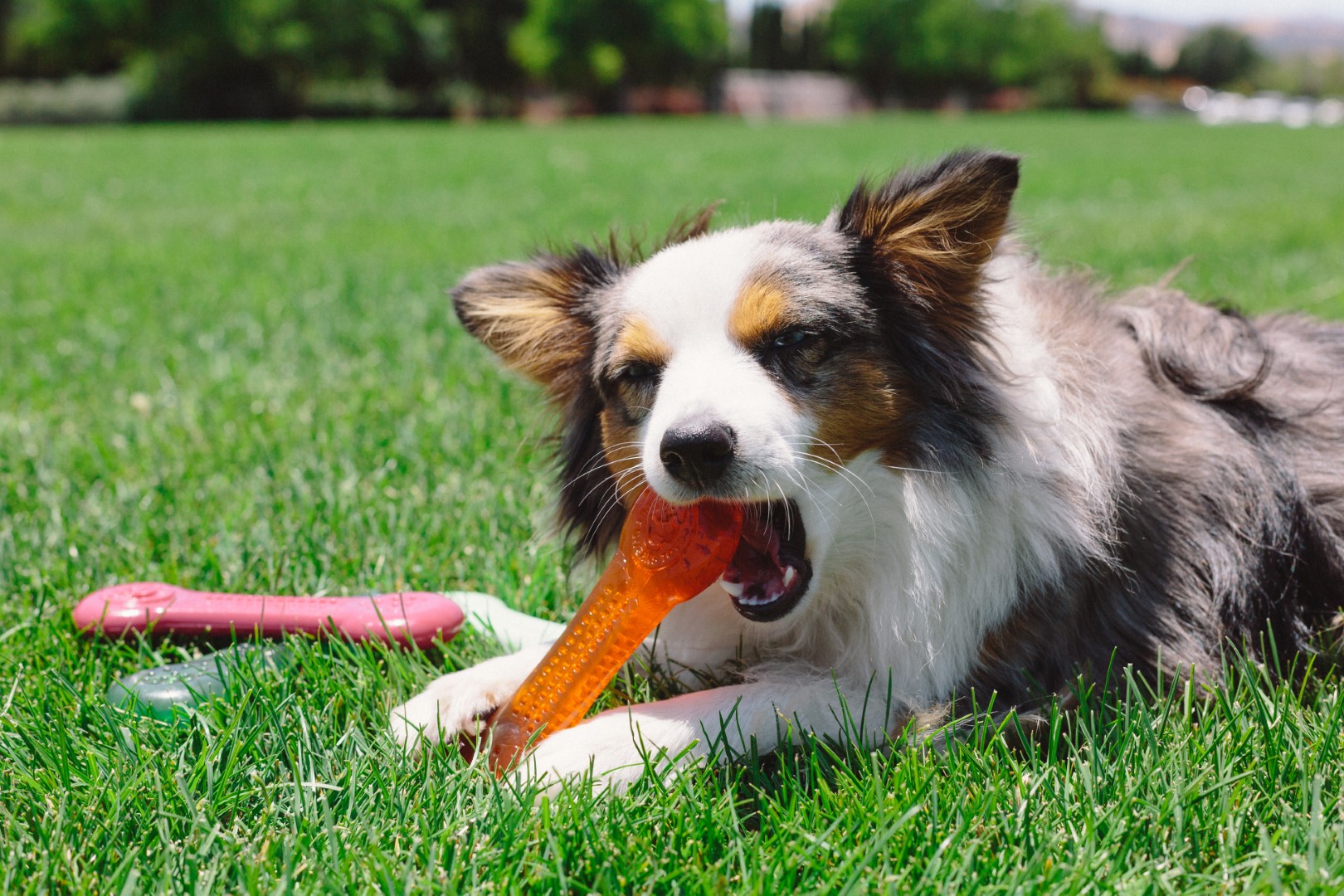 Pet Qwerks Flavorit Flex Peanut Butter Bone XL 20 cm - Afbeelding 4