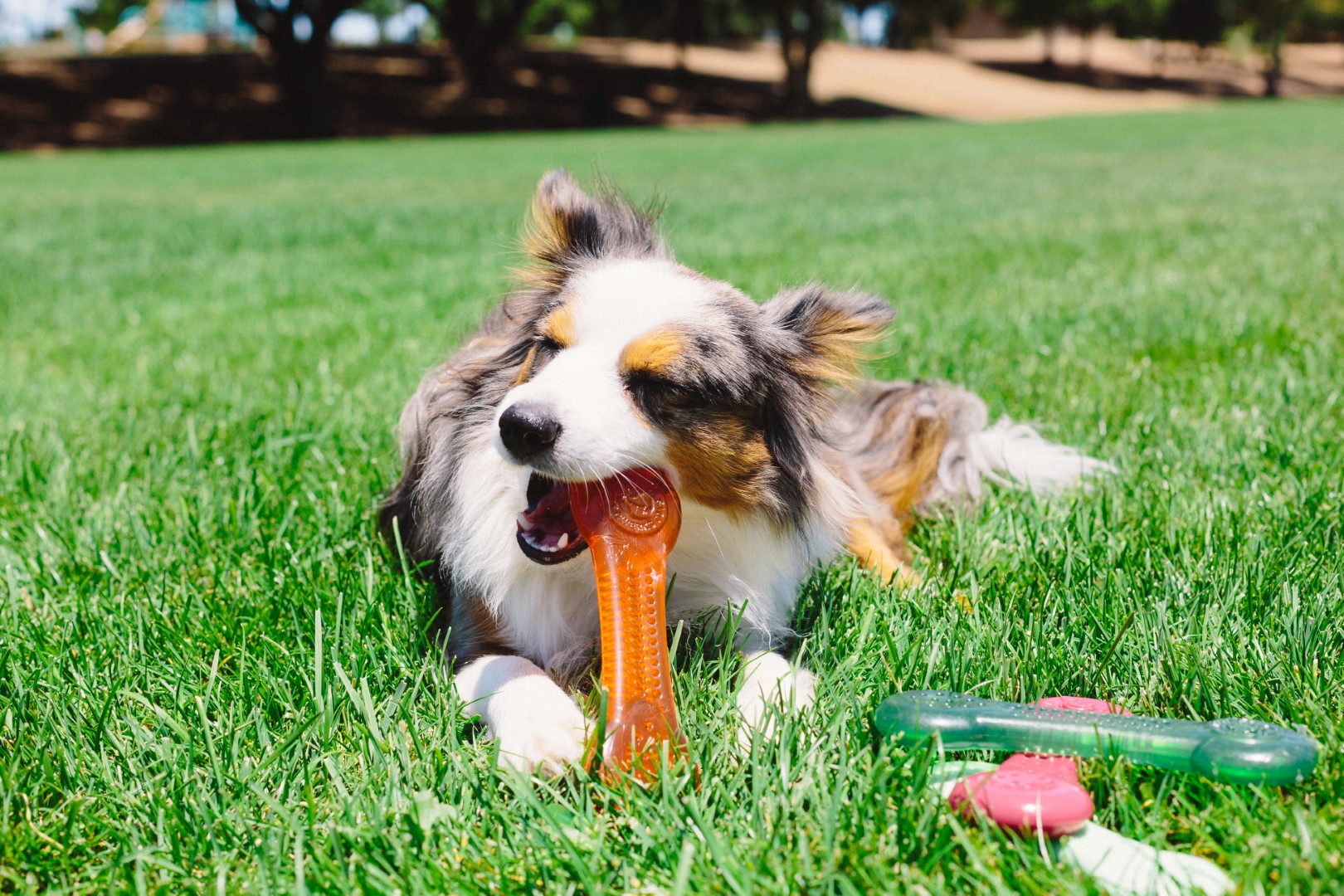 Pet Qwerks Flavorit Flex Peanut Butter Bone XL 20 cm - Afbeelding 5