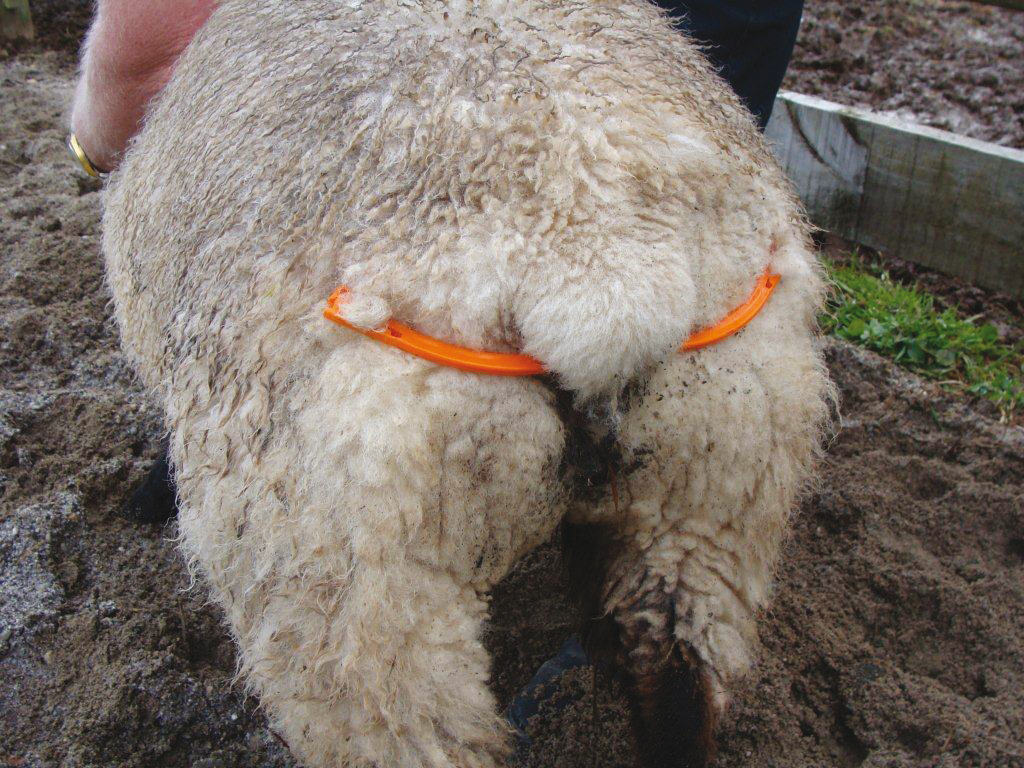 Lijfbieder voor schaap met klem - Afbeelding 2