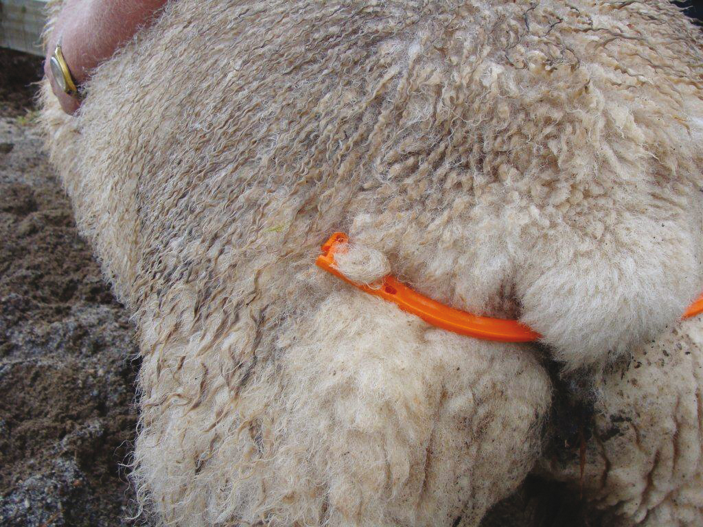 Lijfbieder voor schaap met klem - Afbeelding 3