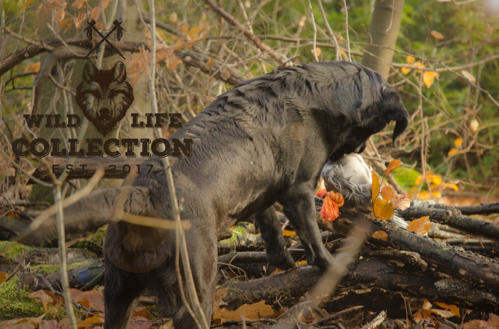 Wild Life Dog Pigeon (Duif) - Afbeelding 4