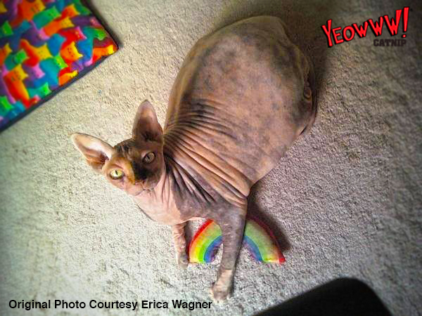 Yeowww Rainbow - Afbeelding 2