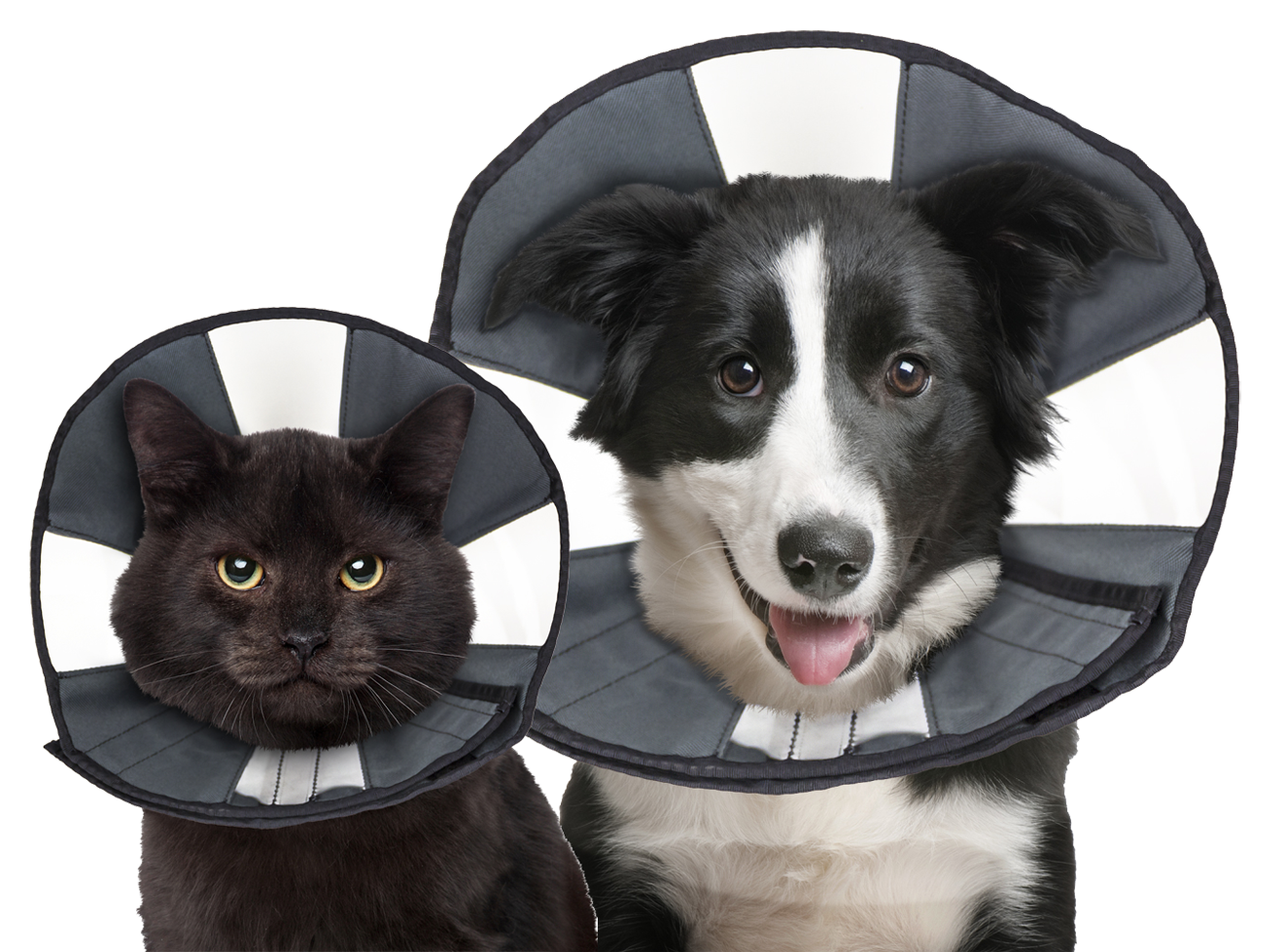 Zenpet Procone L