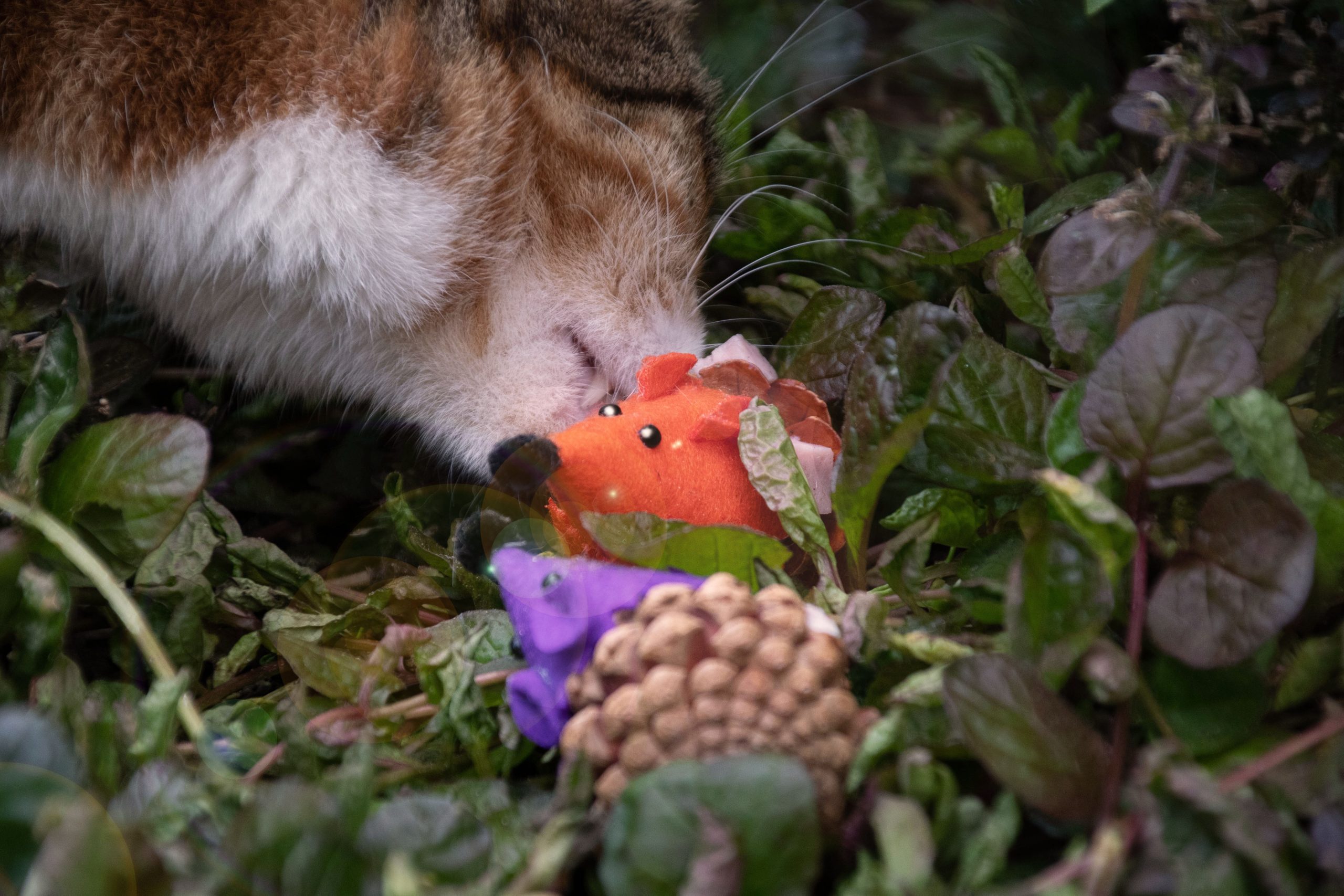 Package deal Forest Friends - Afbeelding 3