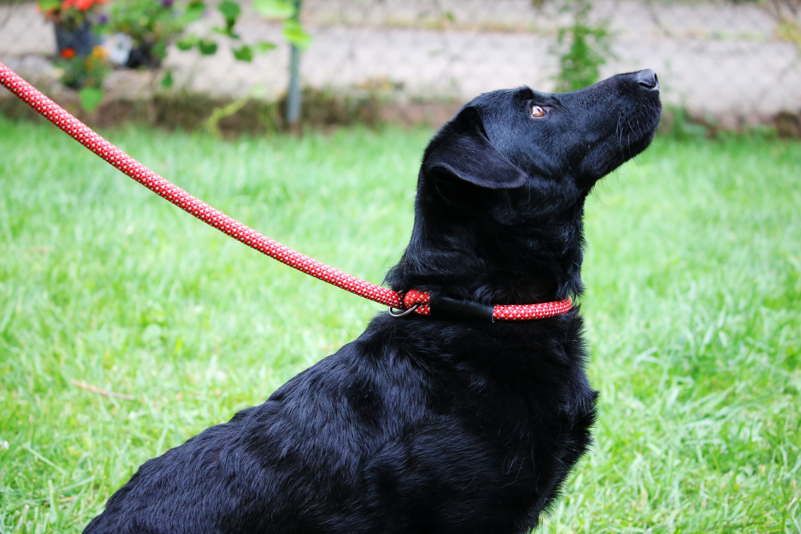 KONG Rope leash One Size Red - Afbeelding 4