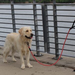 KONG Rope slip leash One Size Red