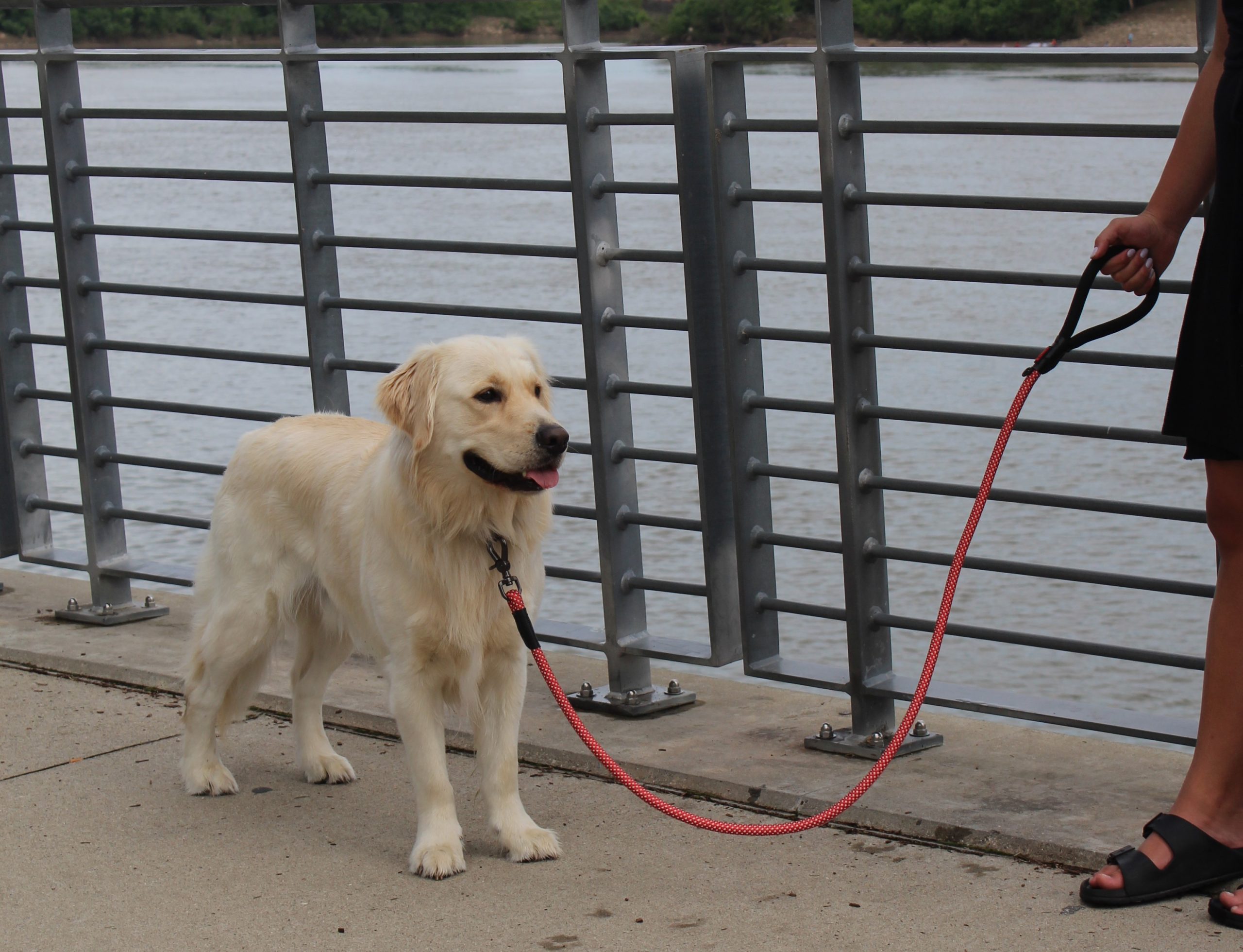KONG Rope slip leash One Size Red