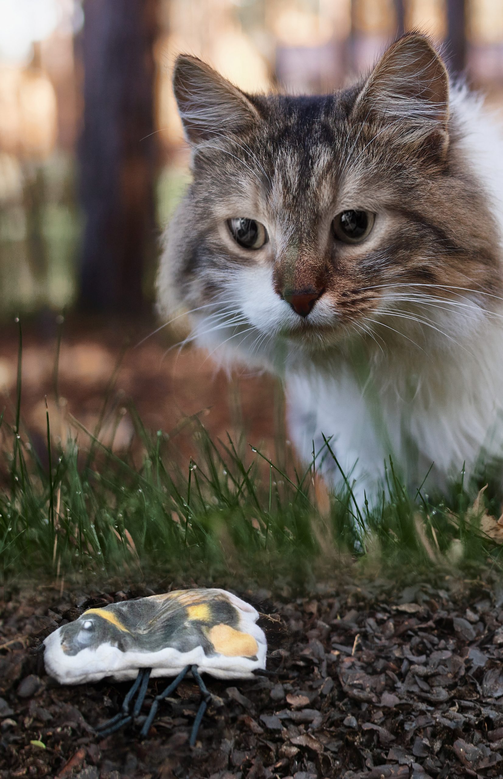 Wild Life Cat Hommel - Afbeelding 3