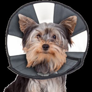 Zenpet Procone S